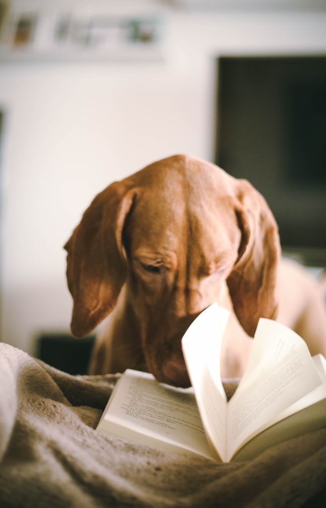 Hound dog reading a book. beige vibe. 